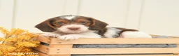 Mixed Breed dogs for sale: Finley - Ad 3
