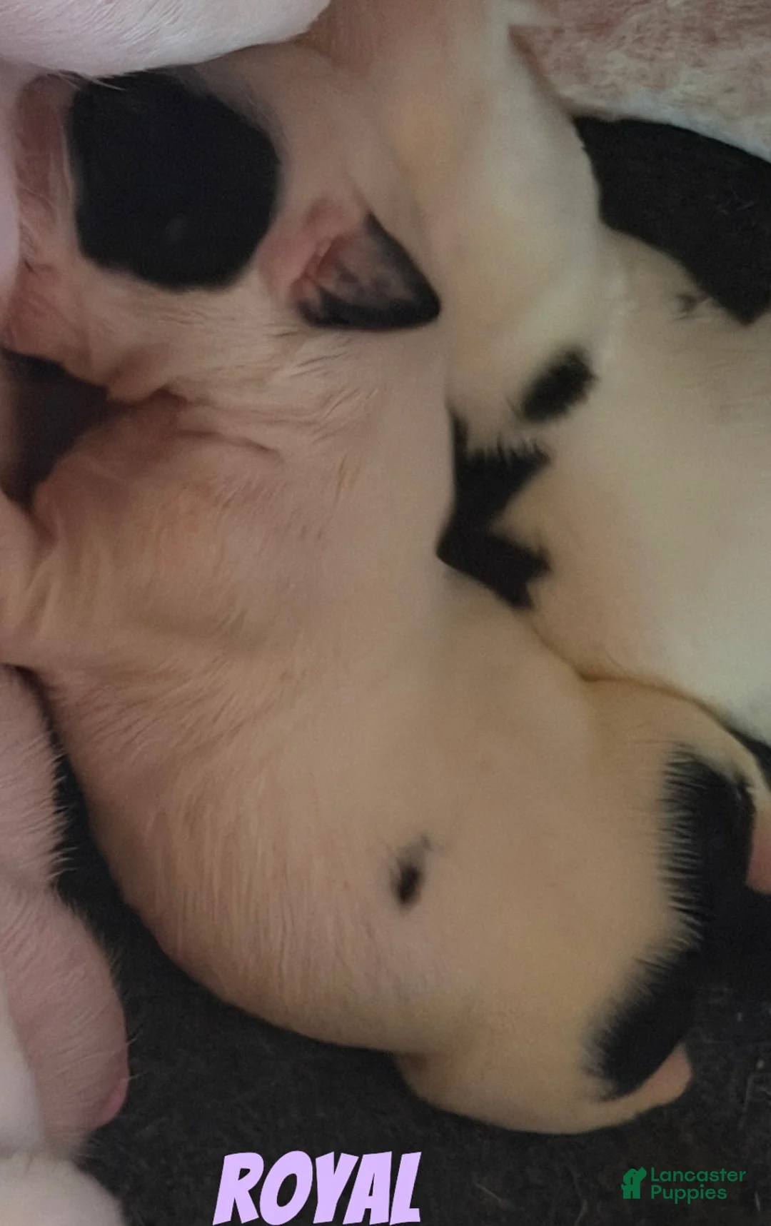 Mixed Breed dogs for sale: ROYAL - Ad 2