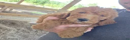 Goldendoodle dogs for sale: Bear - Ad 3