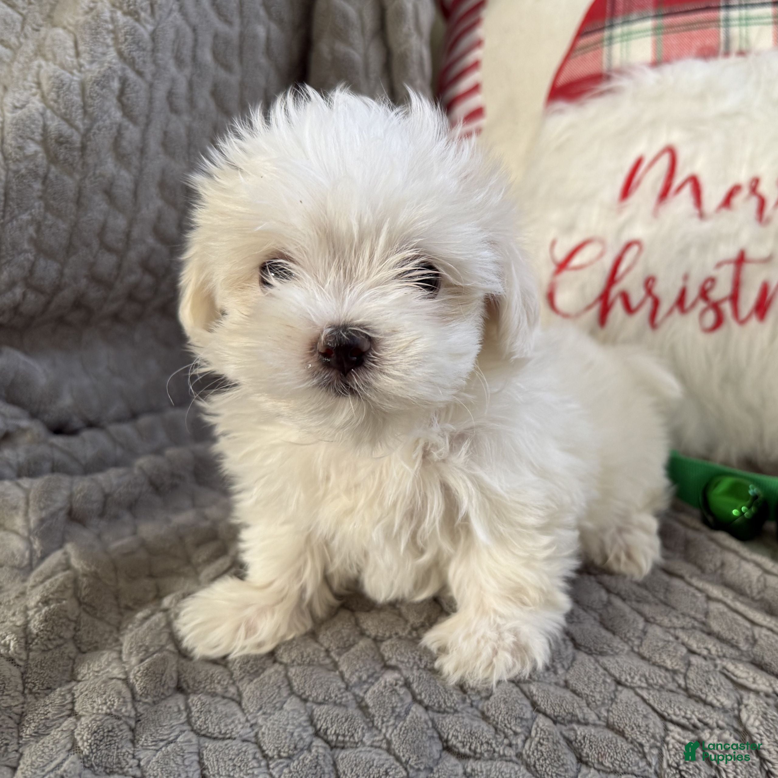Maltese dogs Snowflake  - Ad 11