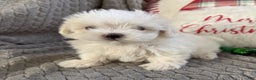 Maltese dogs for sale: Snowflake  - Ad 1