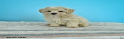 Maltipoo dogs for sale: Lily - Ad 1