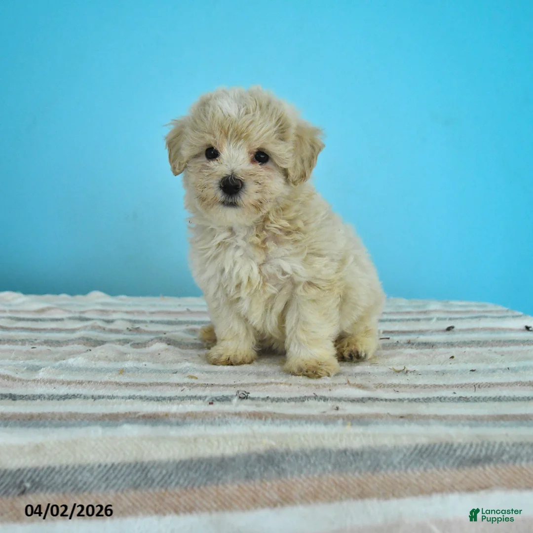 Maltipoo dogs for sale: Lily - Ad 1