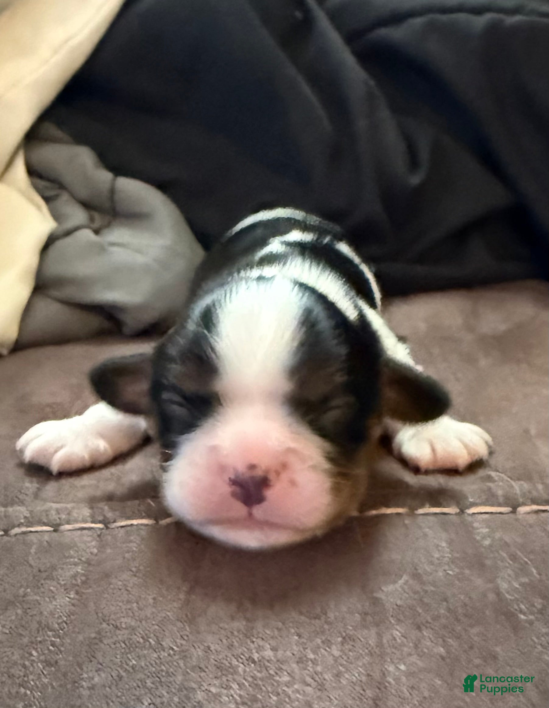 Cavalier King Charles Spaniel dogs for sale: Cavalier King Charles Spaniel - Harrison - Ad 3