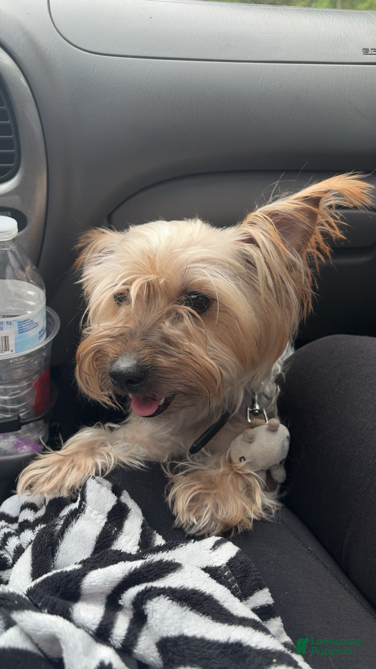 Yorkshire Terrier dogs Yorkshire Terrier 1 - Ad 2