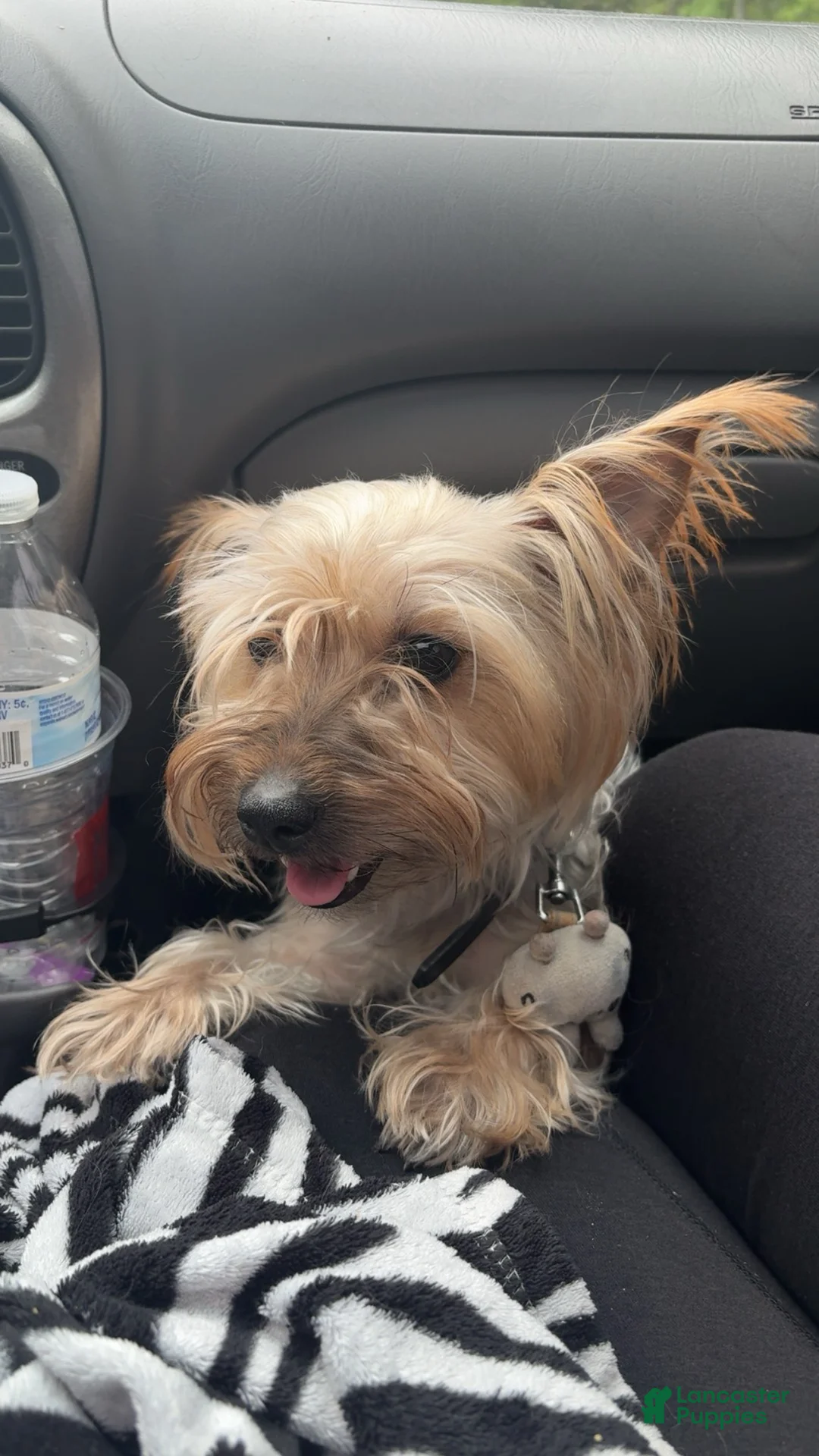Yorkshire Terrier dogs for sale: Yorkshire Terrier 1 - Ad 2
