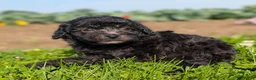 Toy Poodle dogs for sale: Black Tea - Ad 5