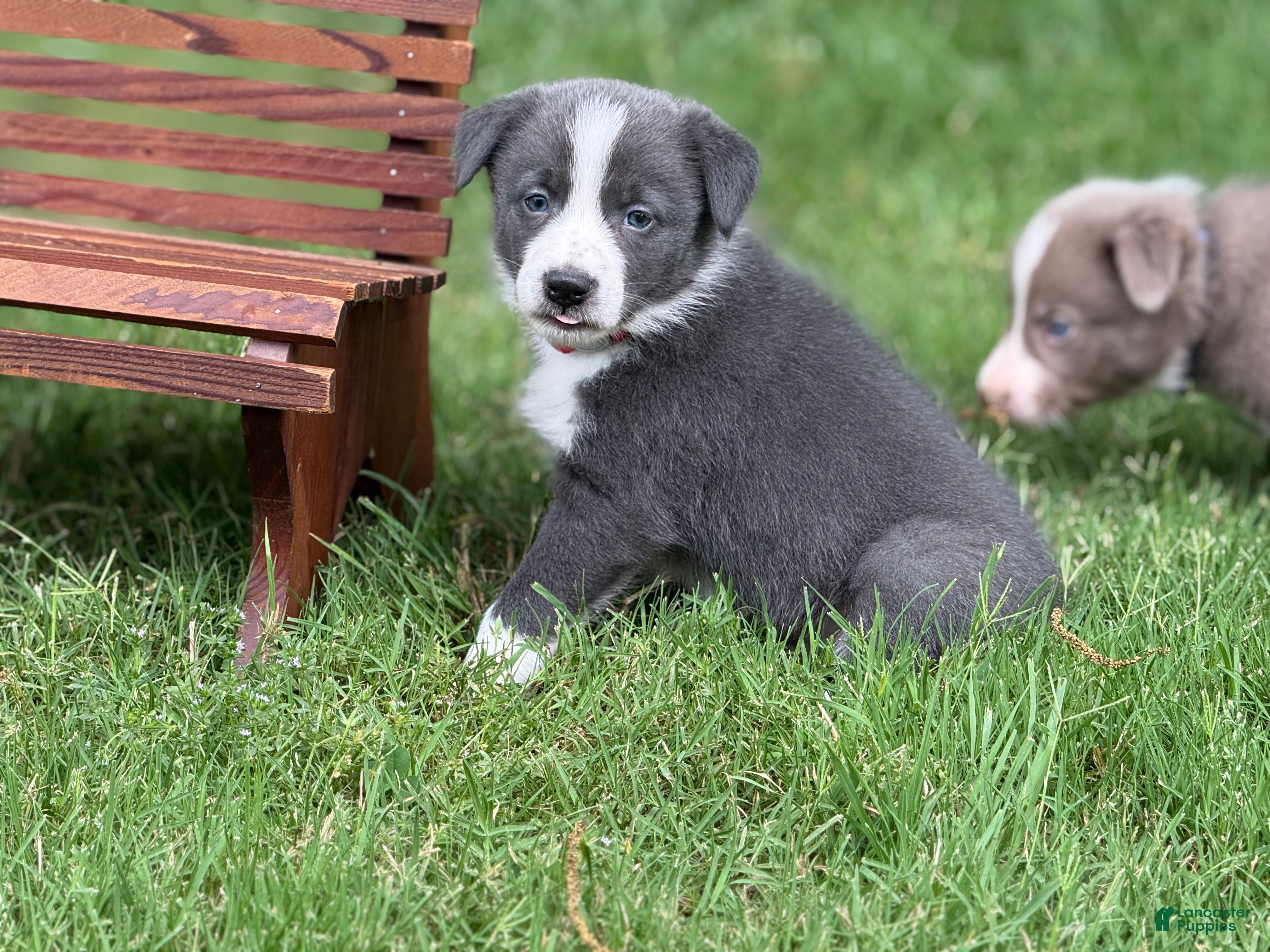 Border Collie dogs Blue short hair - Ad 31