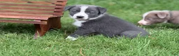 Border Collie dogs for sale: Blue short hair - Ad 1