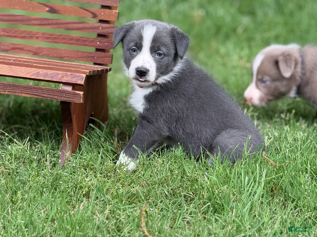 Border Collie dogs for sale: Blue short hair - Ad 1