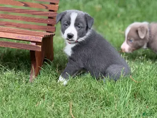 Border Collie dogs Blue short hair - Ad 32