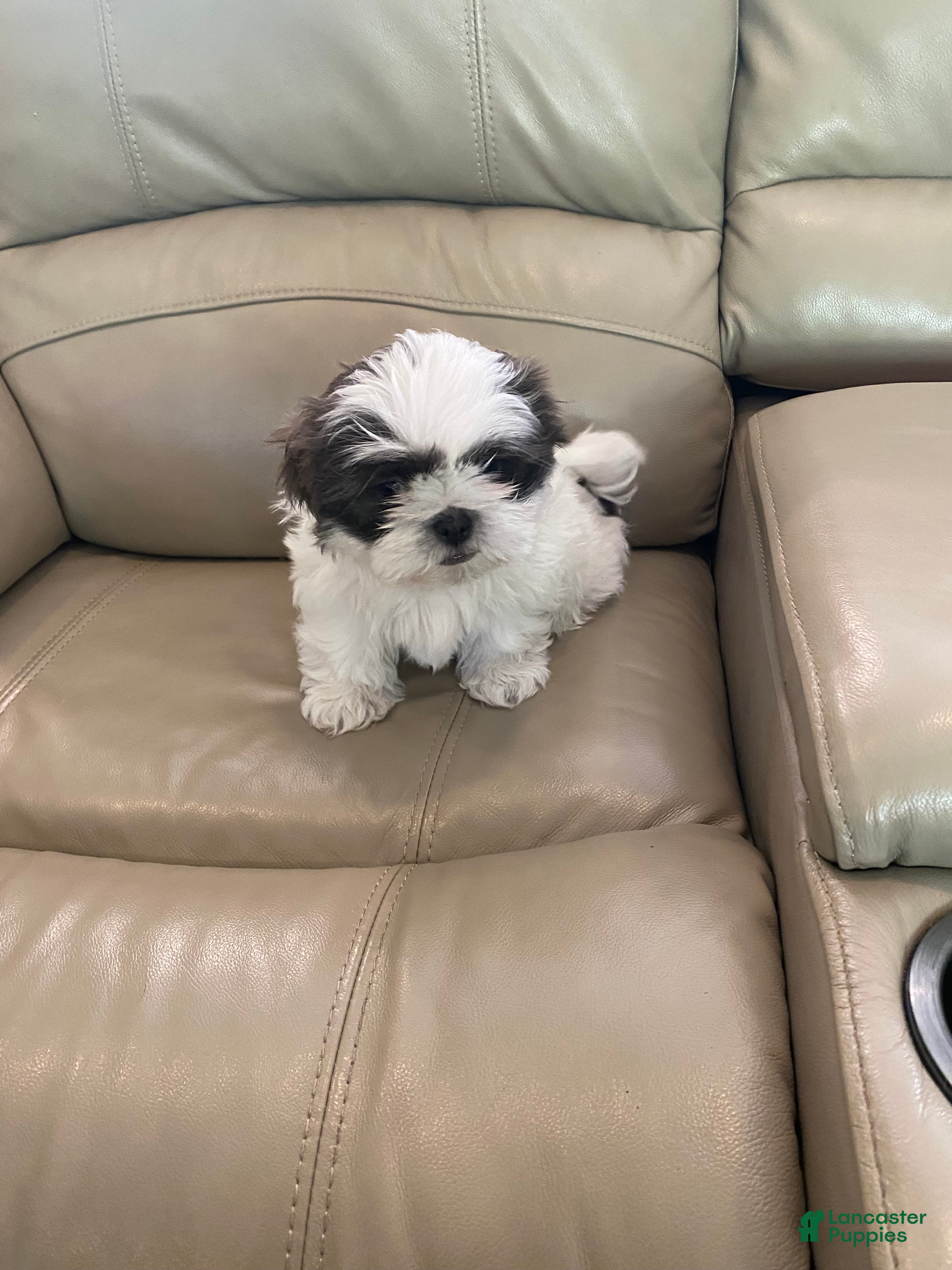 Shih Tzu dogs Shih Tzu Puppy 2 - Ad 11