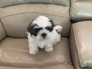 Shih Tzu dogs Shih Tzu Puppy 2 - Ad 11