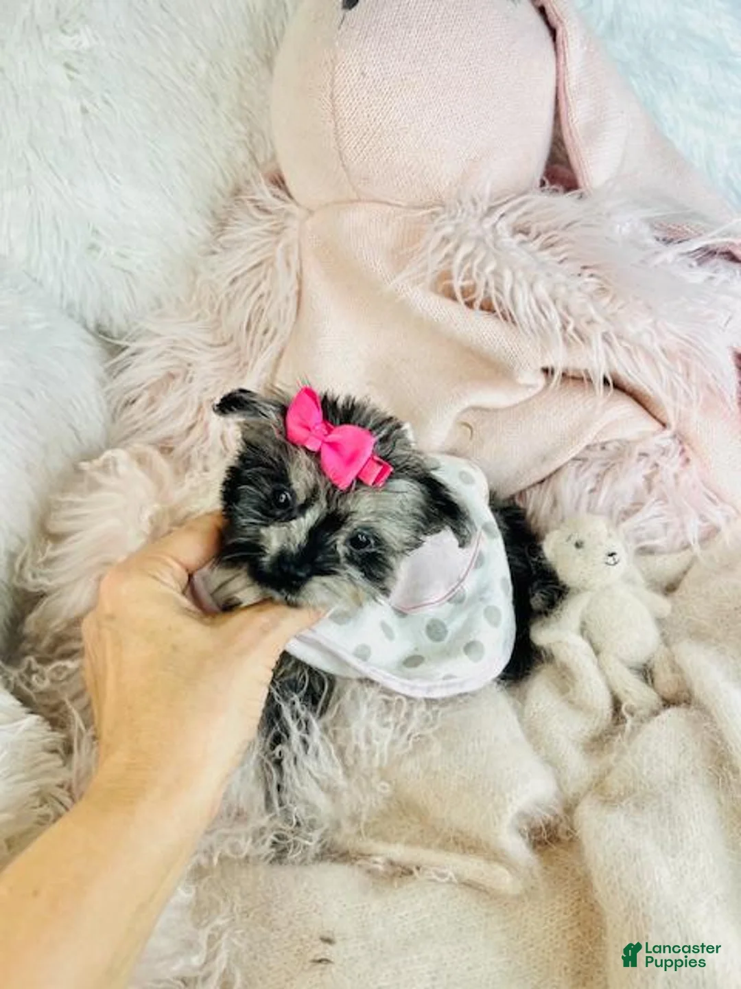 Pomapoo dogs for sale: Pomapoo Puppy 1 - Ad 1