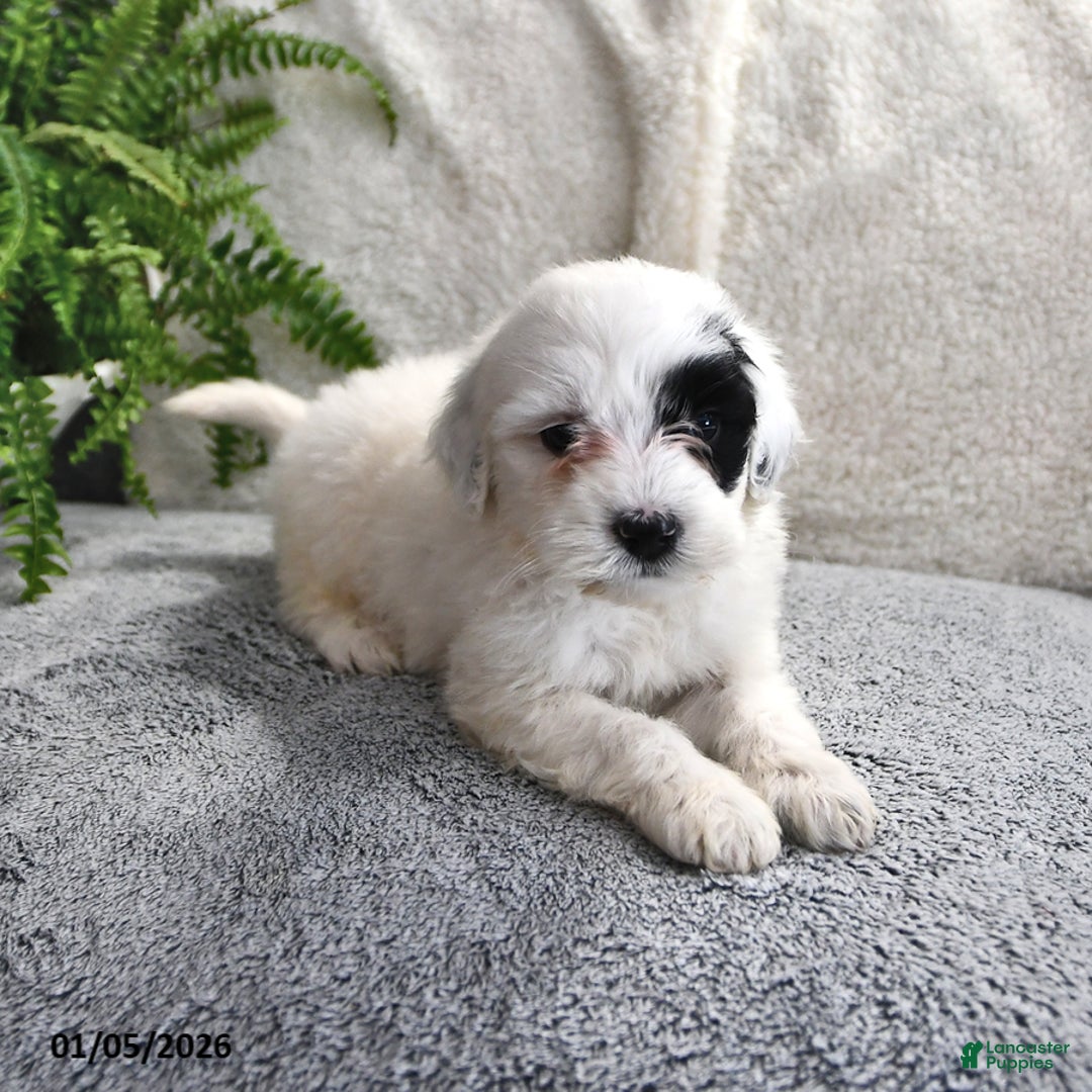 Portuguese Water Dog dogs for sale: Daisy - Ad 10