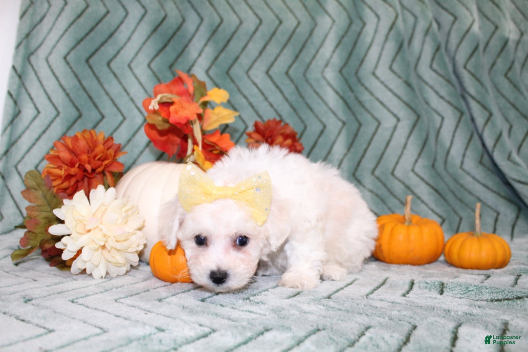 Bichon Frise dogs for sale: Mums - Ad 4