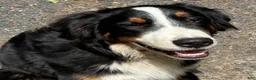 Bernese Mountain Dog dogs for sale: Finlay  - Ad 3