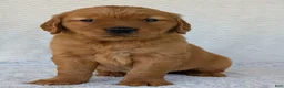Golden Retriever dogs for sale: Miss Ruby  - Ad 14