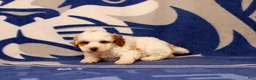 Toy Poodle dogs for sale: Fisher - Ad 4