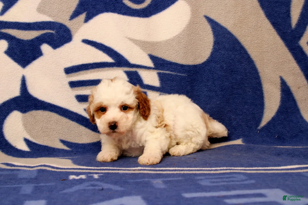 Toy Poodle dogs for sale: Fisher - Ad 4