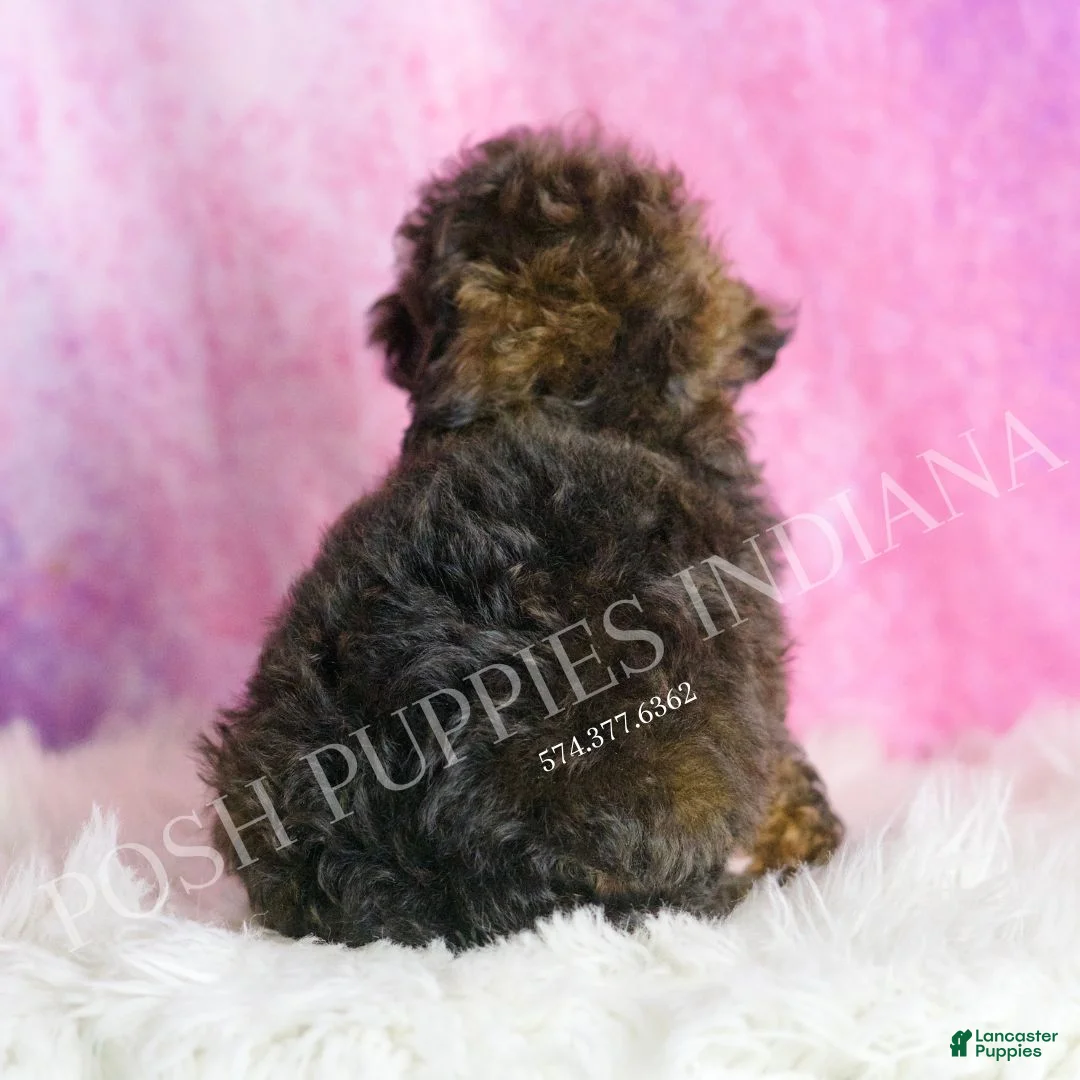 Toy Poodle dogs for sale: Theo - Ad 6