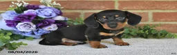 Miniature Dachshund dogs for sale: Parker - Ad 2