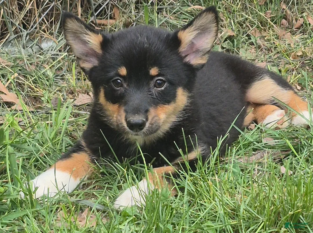 Mixed Breed dogs for sale: Mixed Breed Puppy 1 - Ad 5