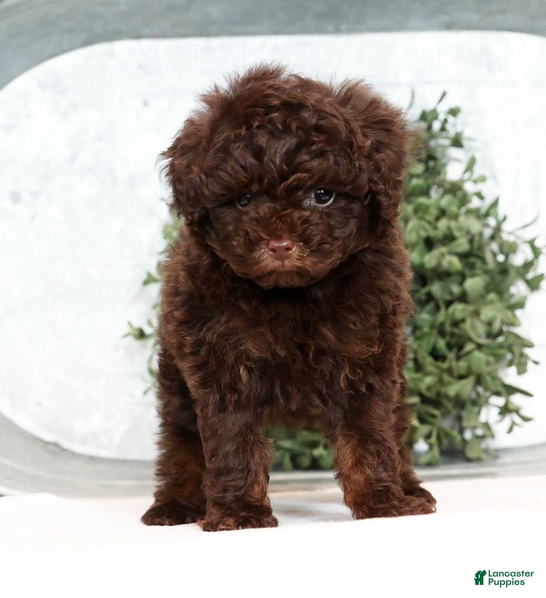 Toy Poodle dogs for sale: Lexie Toy - Ad 6