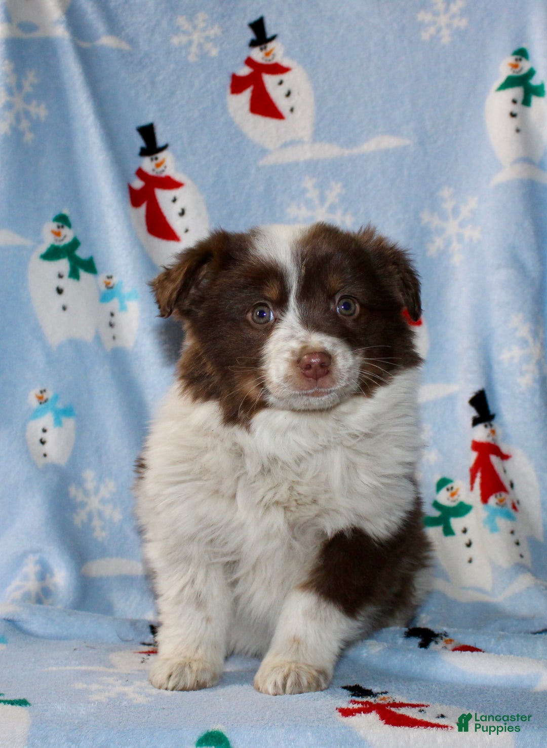 Australian Shepherd dogs for sale: Dixie - Ad 2