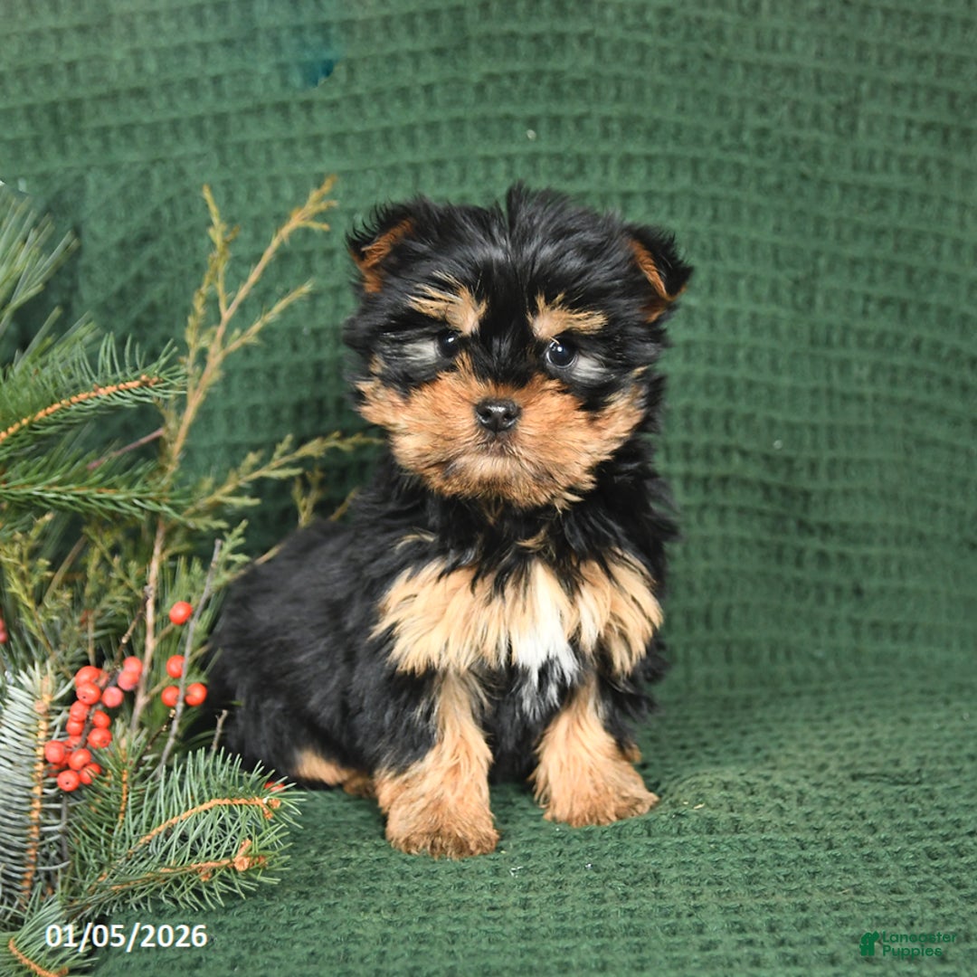 Yorkshire Terrier dogs for sale: Joy - Ad 1