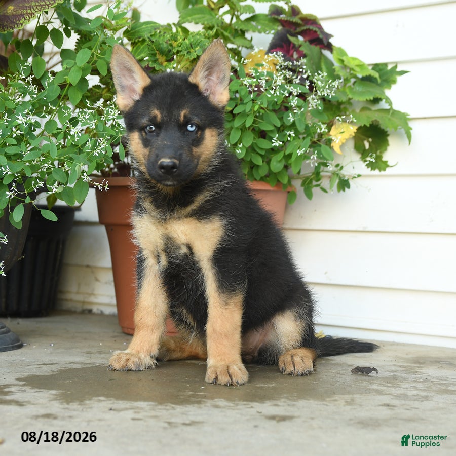 Gerberian Shepsky dogs Trixie - Ad 1