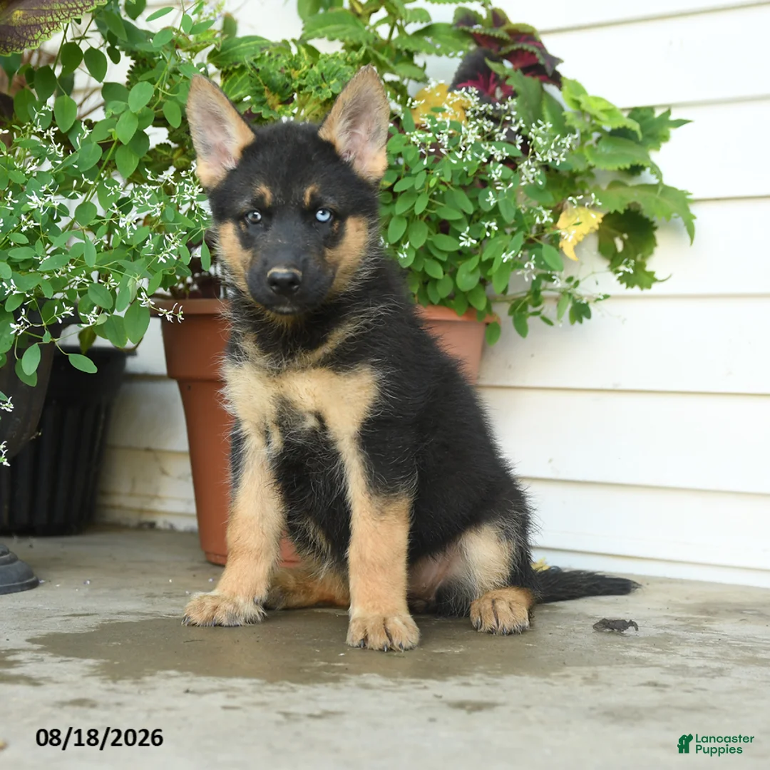 Gerberian Shepsky dogs for sale: Trixie - Ad 1
