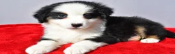 Miniature Australian Shepherd dogs for sale: River - Ad 4