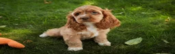 Cocker Spaniel dogs for sale: Alexa Cocker Spaniel  - Ad 7