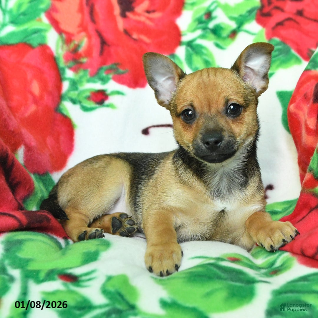 Chihuahua dogs for sale: Adam - Ad 2