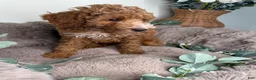 Cockapoo dogs for sale: Delilah - Ad 3