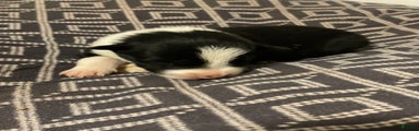 Border Collie Puppy 7