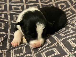 Border Collie dogs Border Collie Puppy 7 - Ad 2