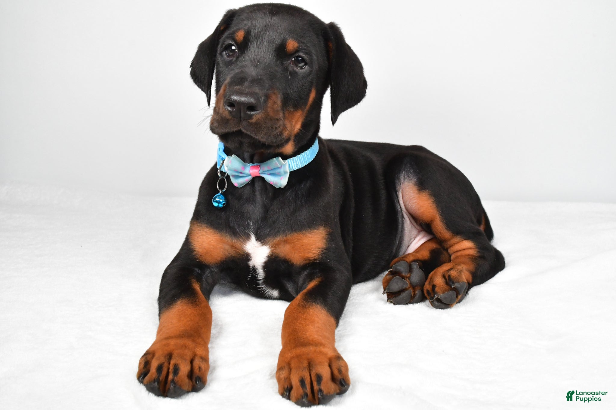 Doberman Pinscher dogs Luke - Ad 1