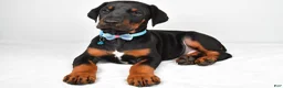Doberman Pinscher dogs for sale: Luke - Ad 1