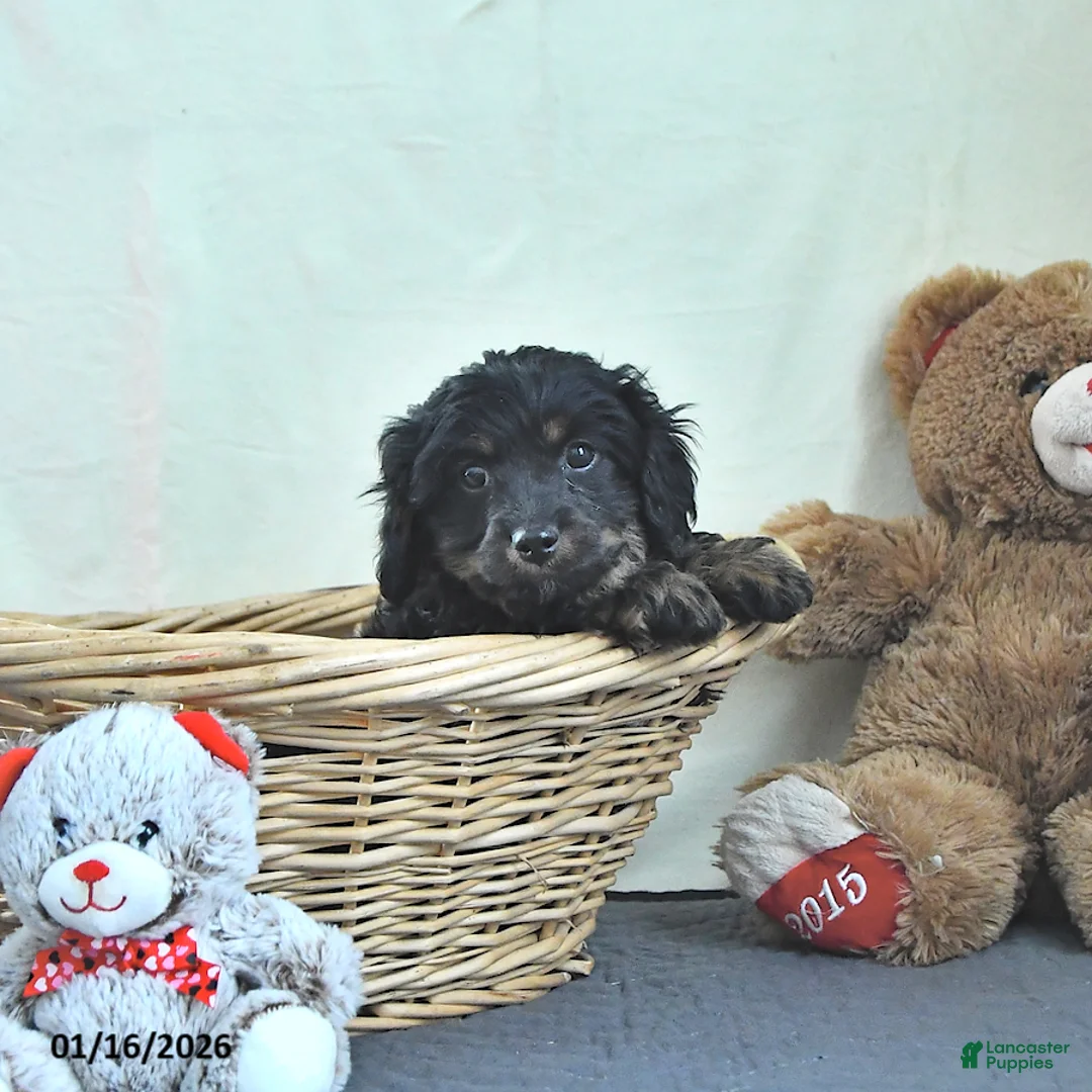 Cavapoo dogs for sale: Gunner - Ad 2