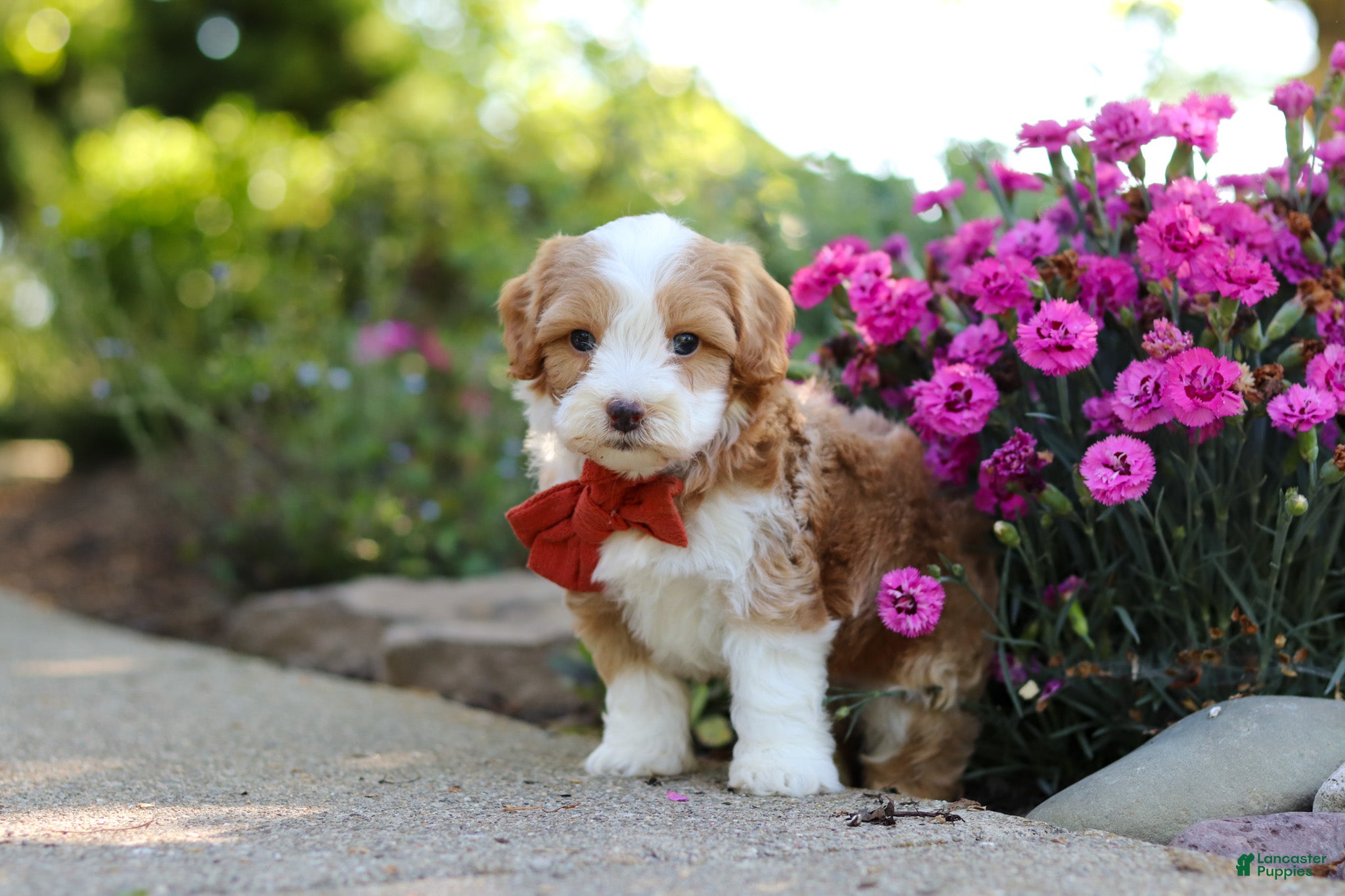 Cavapoo dogs for sale: Baxter - Ad 1