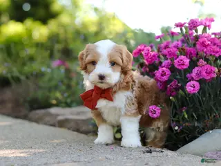 Cavapoo dogs for sale: Baxter - Ad 3