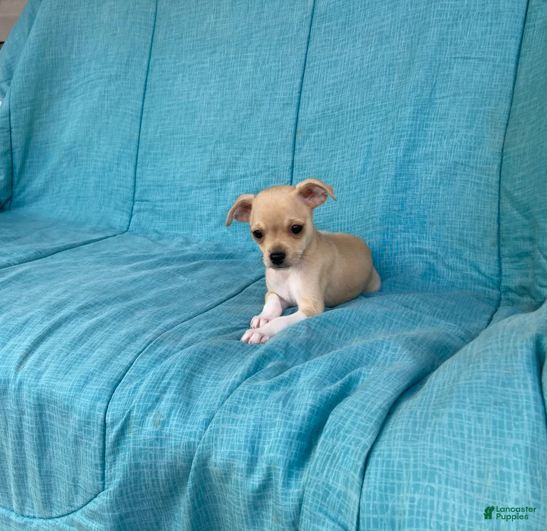 Chihuahua dogs for sale: Henry  - Ad 10