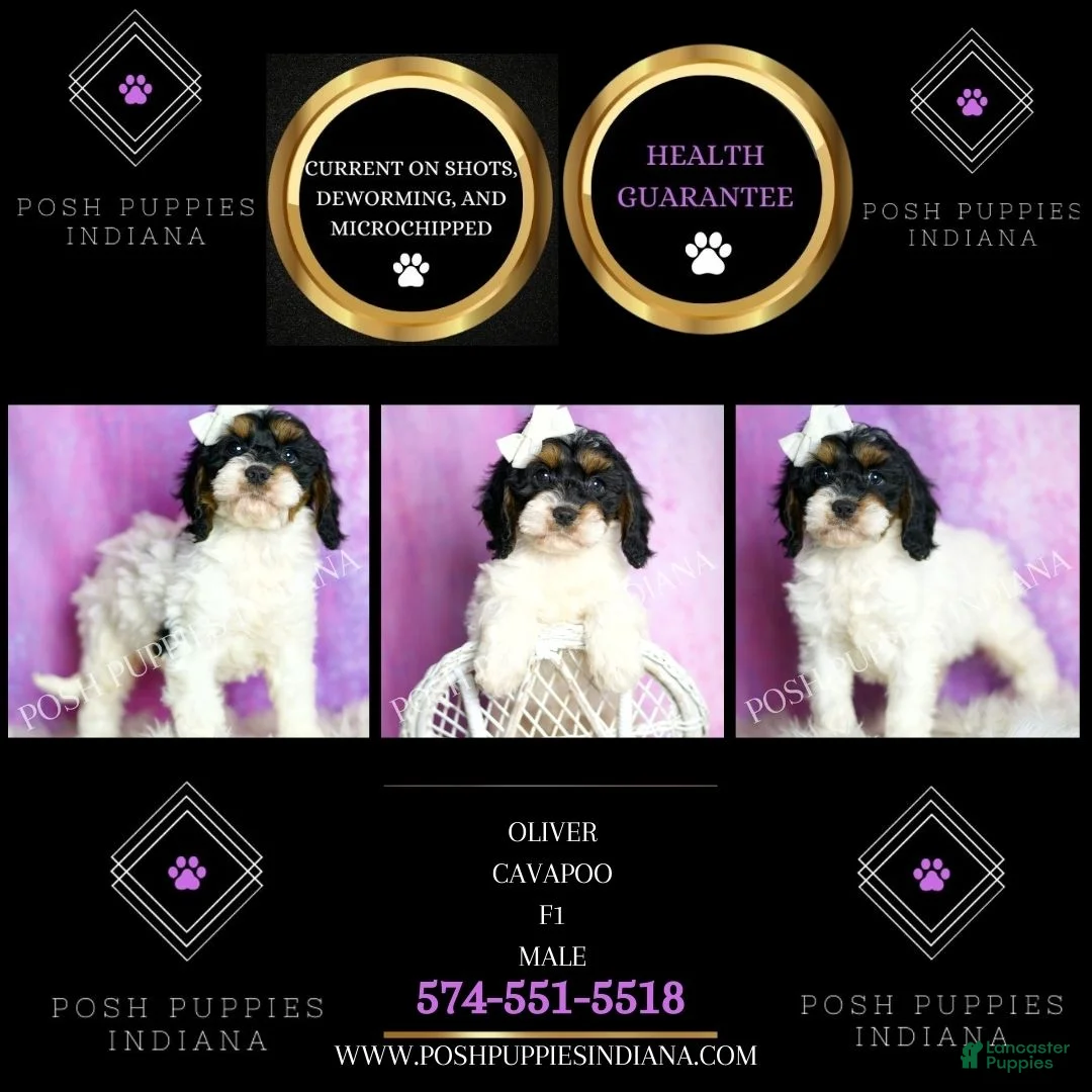 Cavapoo dogs for sale: Oliver Adorable Champion Lines Cavapoo - Ad 2