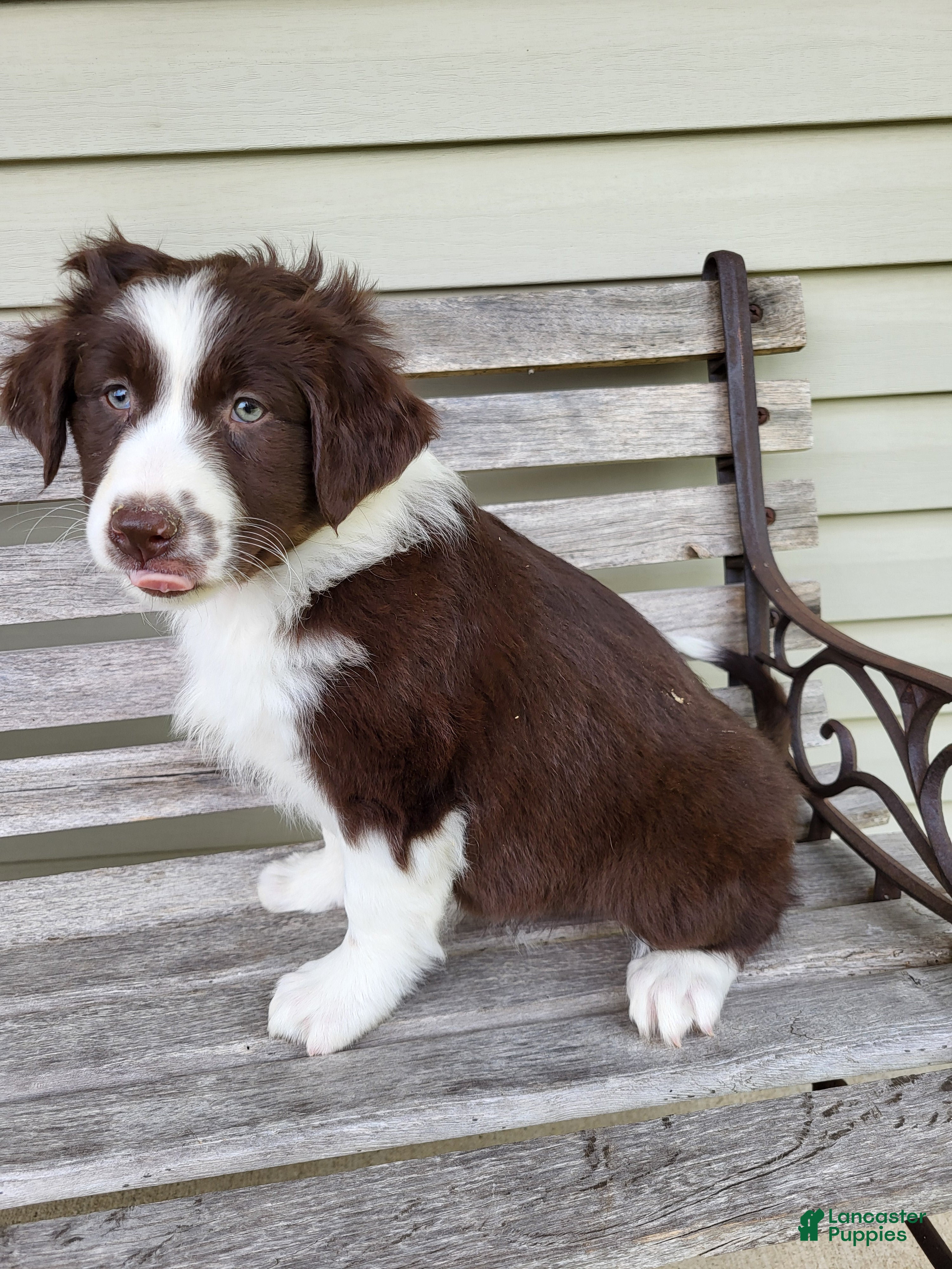 Australian Shepherd dogs Judy - Ad 1