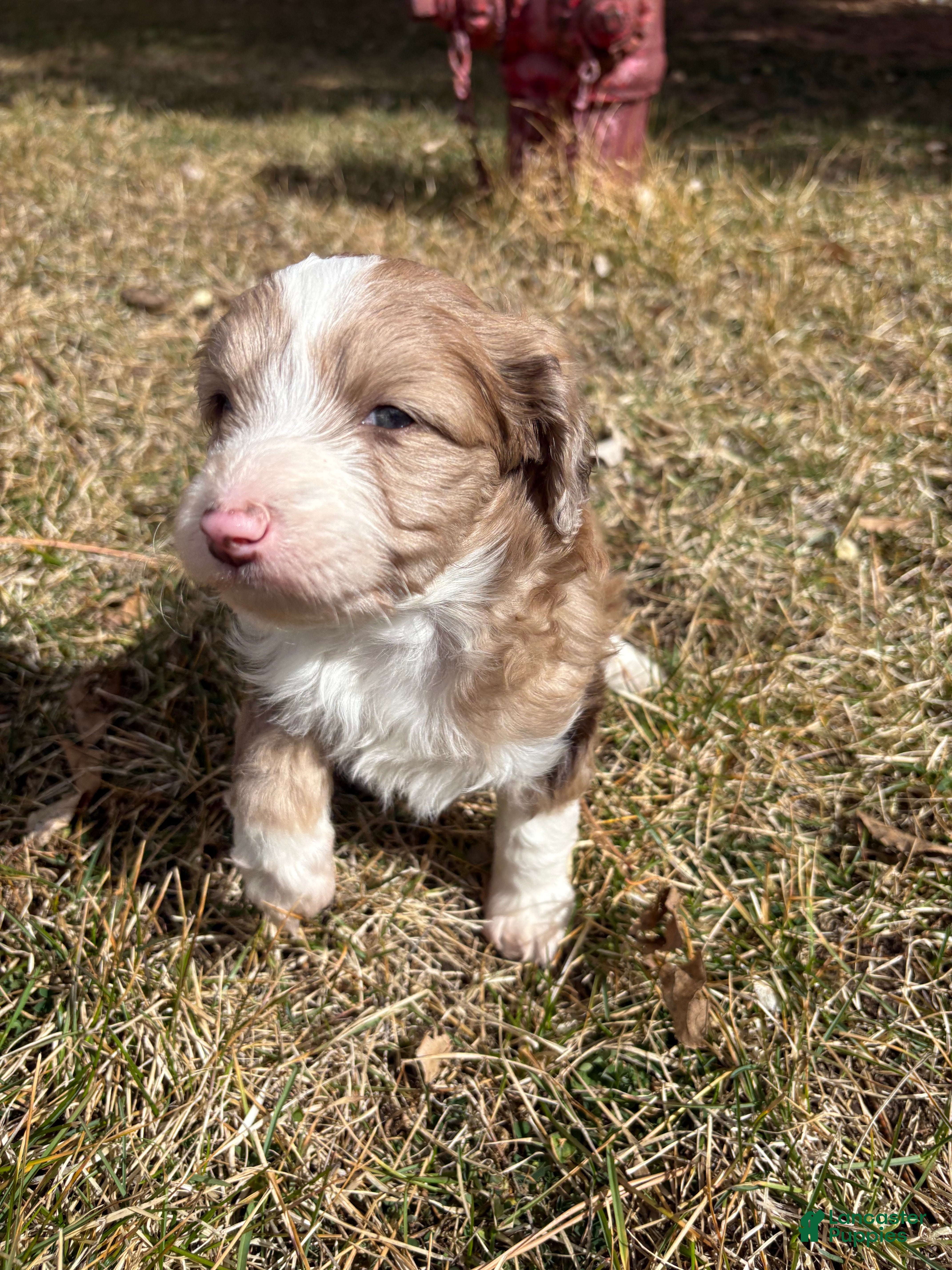 Mini Aussiedoodle dogs Mini Aussiedoodle Puppy 4 - Ad 2