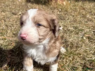 Mini Aussiedoodle dogs Mini Aussiedoodle Puppy 4 - Ad 2