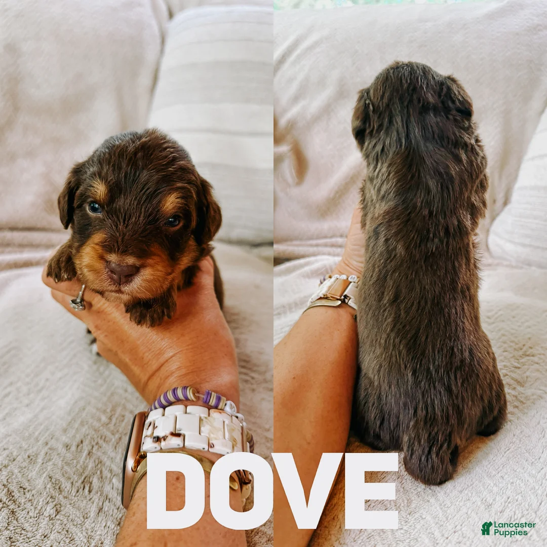 Aussiedoodle dogs for sale: Dove - Ad 1