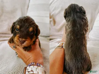 Aussiedoodle dogs Dove - Ad 25